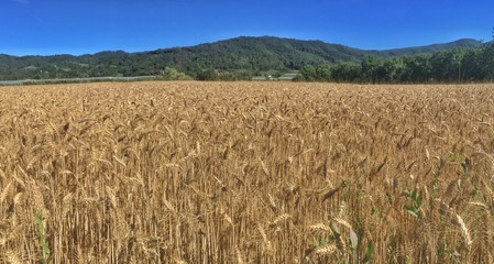 campo di grano maturo