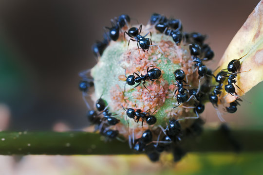 Formiche All'assalto