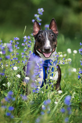 miniature english bull terrier dog posing outdoors