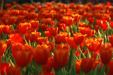 Beautiful orange tulips in a beautiful light atmosphere.
