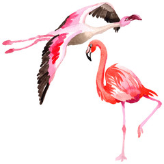 Sky bird flamingo in a wildlife by watercolor style isolated. Wild freedom, bird with a flying wings. Aquarelle bird for background, texture, pattern, frame, border or tattoo.