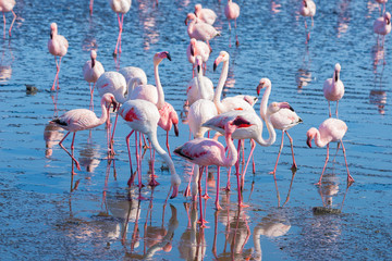 Naklejka premium Group of pink flamingos on the sea at Walvis Bay, the atlantic coast of Namibia, Africa.