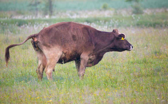 die G&uuml;lle einer Kuh verseucht das Grundwasser