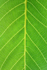 Leaf texture