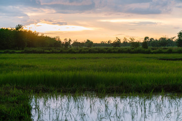 Landscap of Lush green rice field and twilight sky at sunset. 