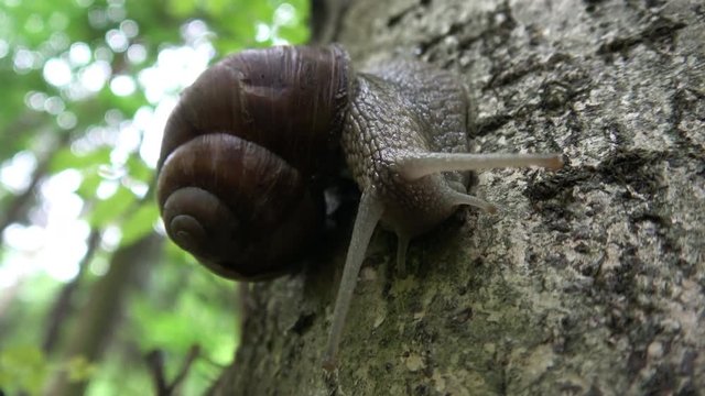 Large snail close