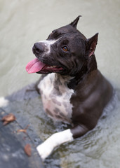 American Staffordshire Terrier in the river
