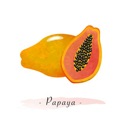 Fototapeta premium Colorful watercolor texture vector healthy fruit ripe papaya