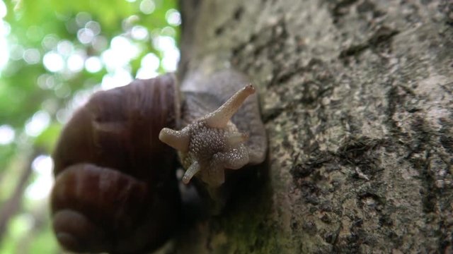 Large snail in woods