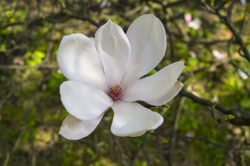Kwitnąca magnolia