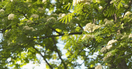 blossoming rowan tree in sunny day