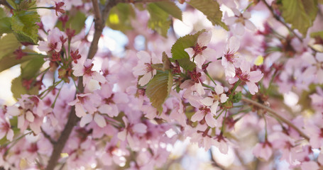 sakura in bloom in sunny spring day