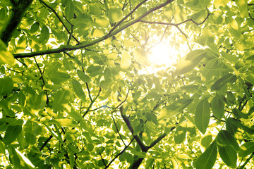 Sun through nut foliage in the summer