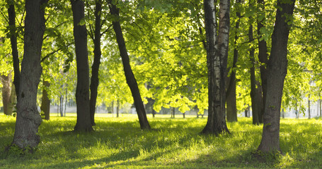 Fototapeta premium birch in park in summer sunny day