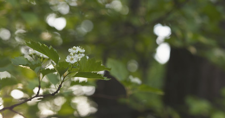 blossom hawthorn in spring light