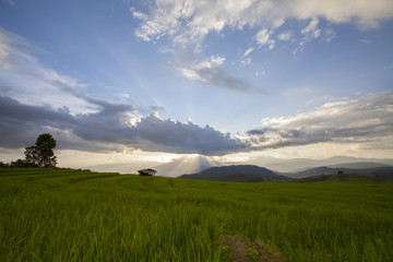 Rice terrace in Baan-Pa-Bong-Piang, Chiangmai,Thailand