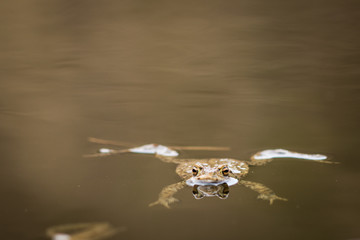 Toad looking over the water surface