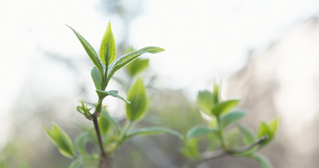 jasmine leaves in spring light