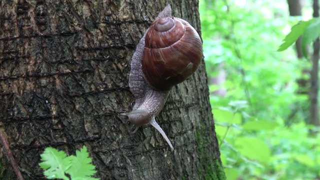 Large snail 