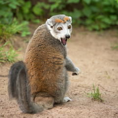 Portrait of an adult female  crowned lemur (Eulemur coronatus) © ptashkan