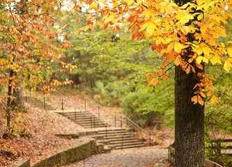 Naklejka premium Fall Leaves