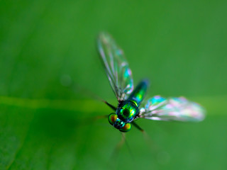 Close up Long legged fly stand on green leaves, Beautiful green fly in nature