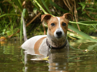 Jack Russel terrier in the lake, JRT