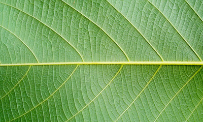 Green leaf close up in nature background