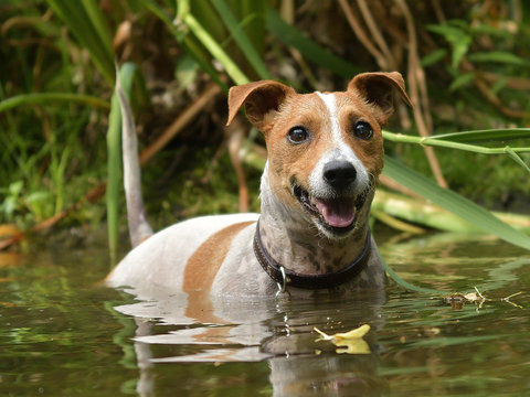 Jack Russel terrier in the lake, JRT