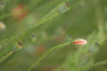 Bud and green poppy head, Opium poppy, blossom (Papaver rhoeas)