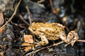 Small toad