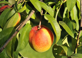 Nectarine