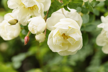 Obraz na płótnie Canvas white flowers on briar rose bush