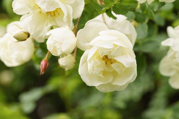 white flowers on briar rose bush