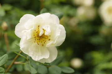 white flowers on briar rose bush