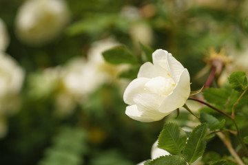 white flowers on briar rose bush