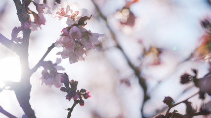 sakura in bloom in sunny spring day