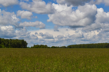 green field and blue sky