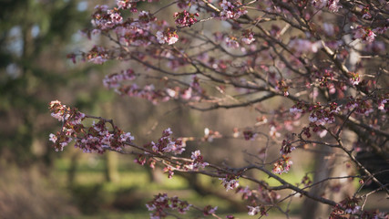 sakura in bloom in sunny spring day