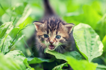 Naklejka na ściany i meble Little meowing kitten, walking on a plantain