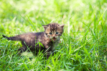 Naklejka na ściany i meble A small kitten in green grass