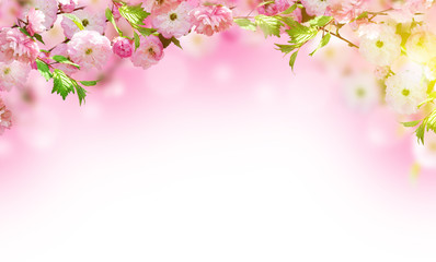 Fototapety  Kwiaty tło z niesamowitą wiosną sakura z motylami. Kwiaty wiśni.