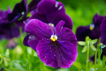 pansy