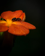 ant on orange flower