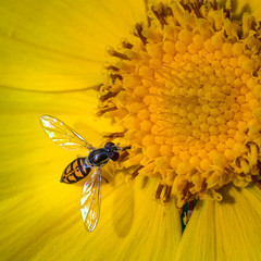 yellow fly on yellow dandelion