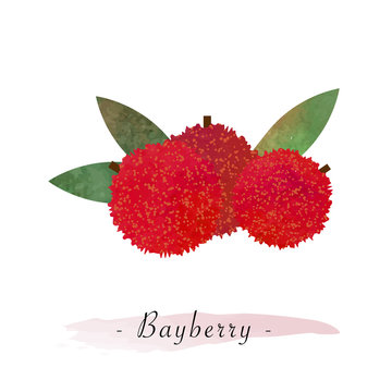Colorful watercolor texture vector healthy fruit bayberry