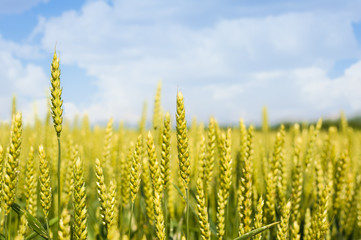 Wheat ears in the sun. Immature wheat in the field .