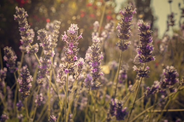 Purple lavender flowers in the field