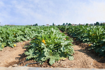 Fototapeta na wymiar Field of zucchini (courgette) plants before the harvest under a beautiful sky