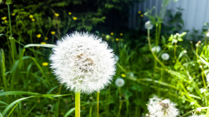 White dandelion flowers in the form of white heads.